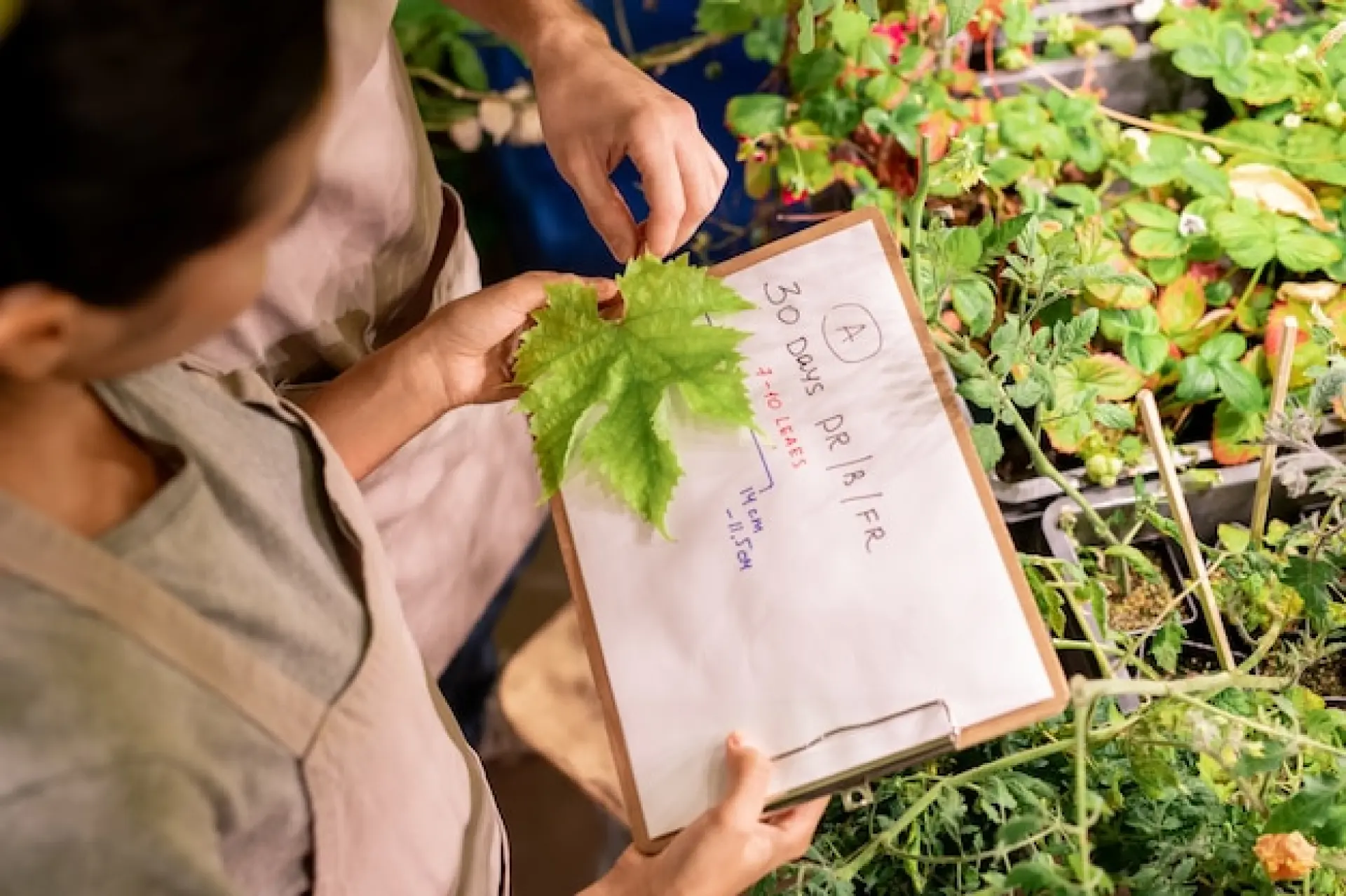 Garden Clearance Checklist