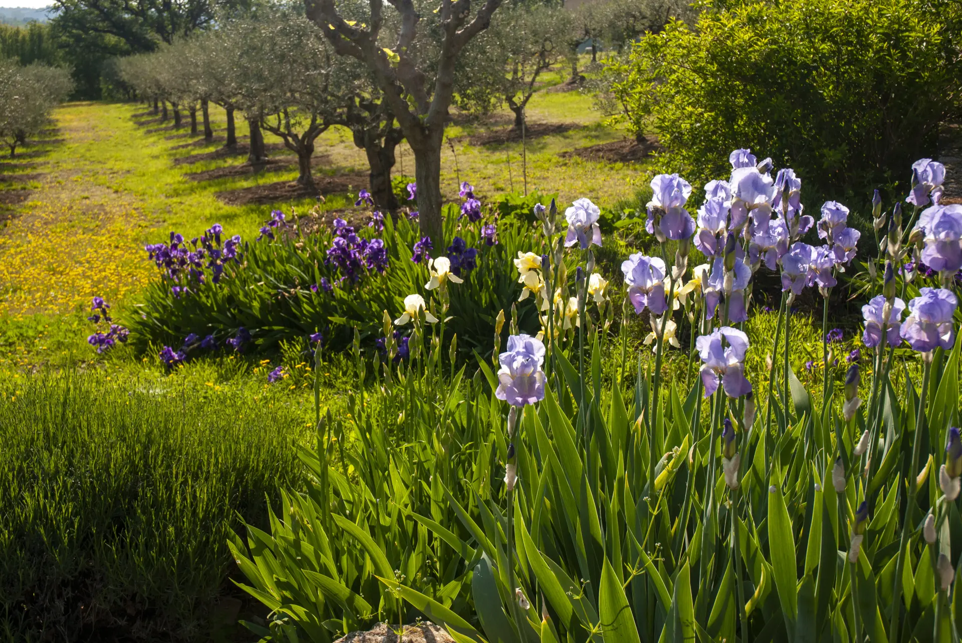 Planting For Spring - Autumn Garden Clearance Tips