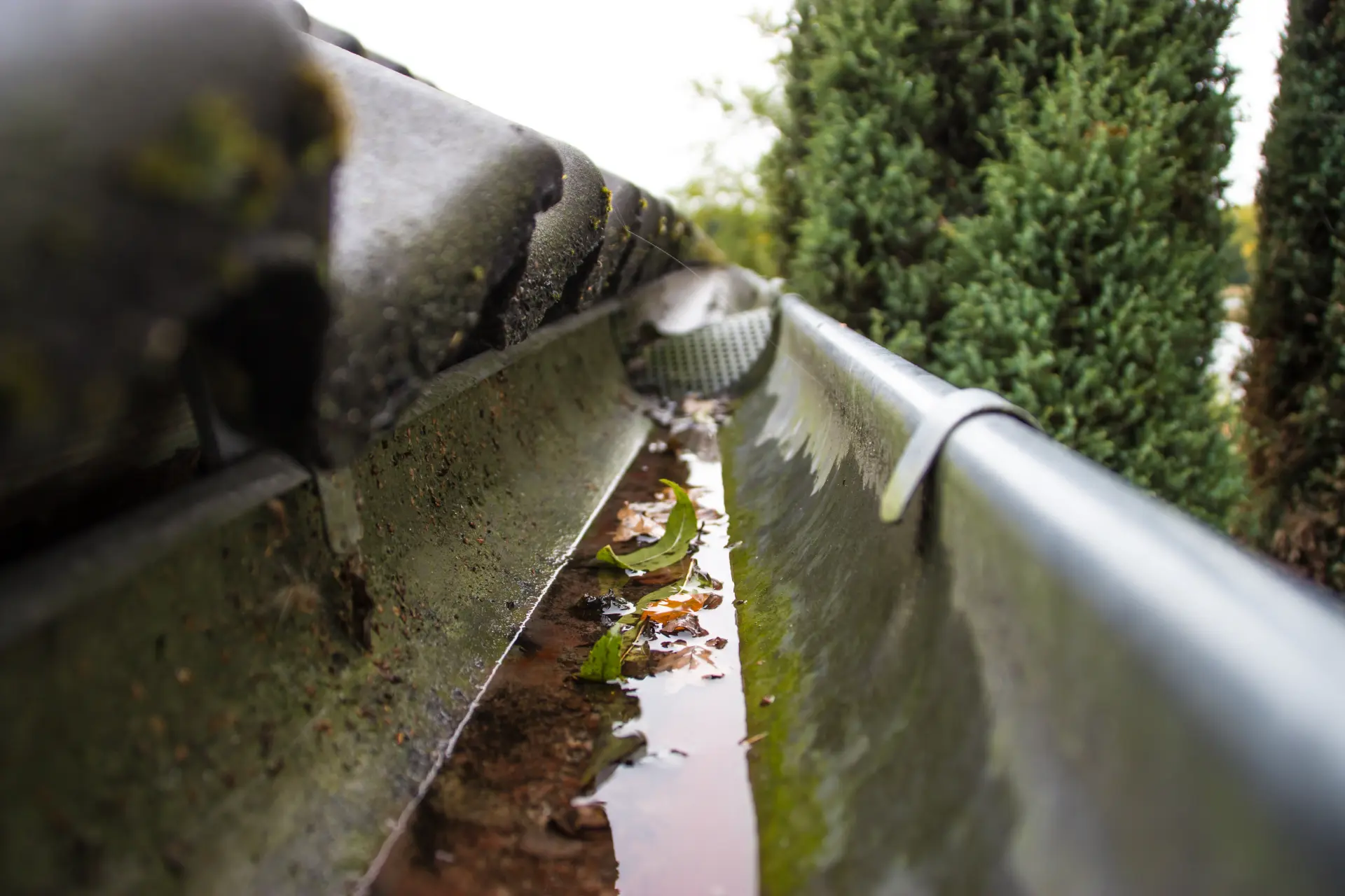 Clearing Gutters and Paths - Autumn Garden Clearance Tips